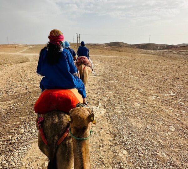 camel