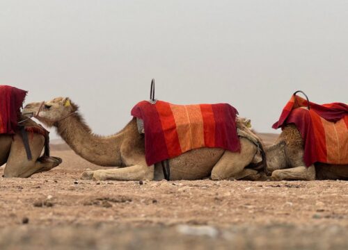 Agafay Sunset Camel Ride