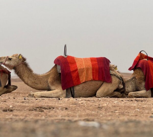 camel